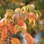 Zelkova serrata 'Fastigiata'